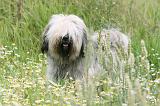 TERRIER DU TIBET 033
